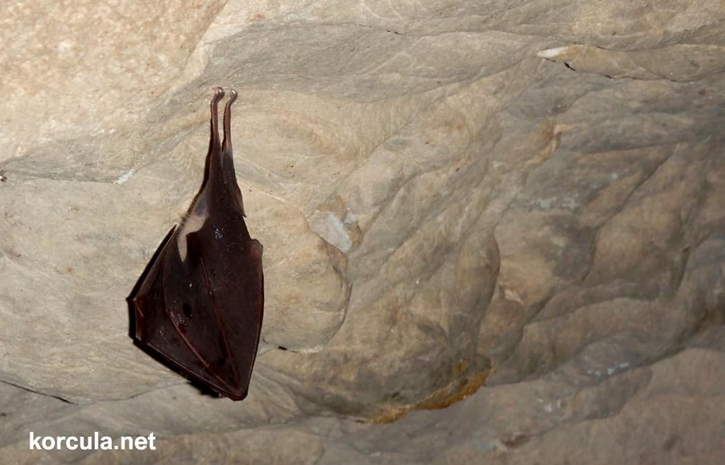 Bat sleeping in the cave in Kocje