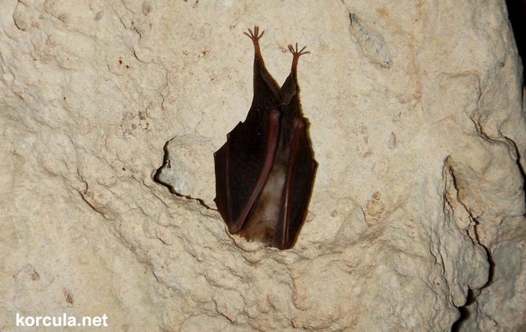 Another bat inside the cave