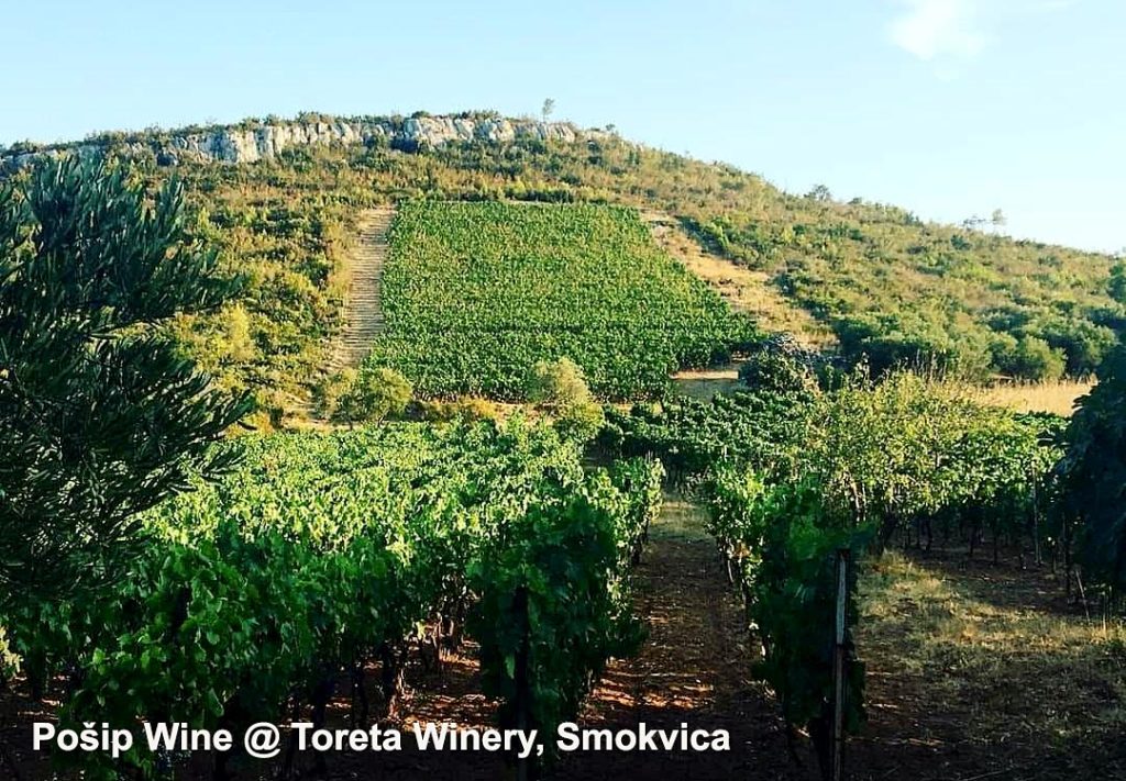 Posip vineyards